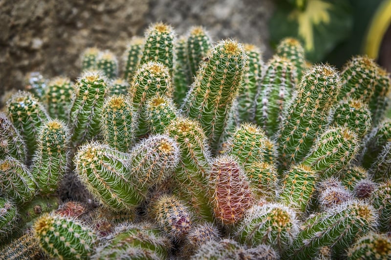 Indoor Plants
